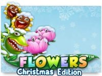 Flowers Christmas Edition Spielautomat