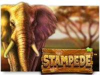 Stampede Spielautomat